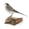Mounted white wagtail