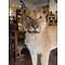 Mounted lioness
