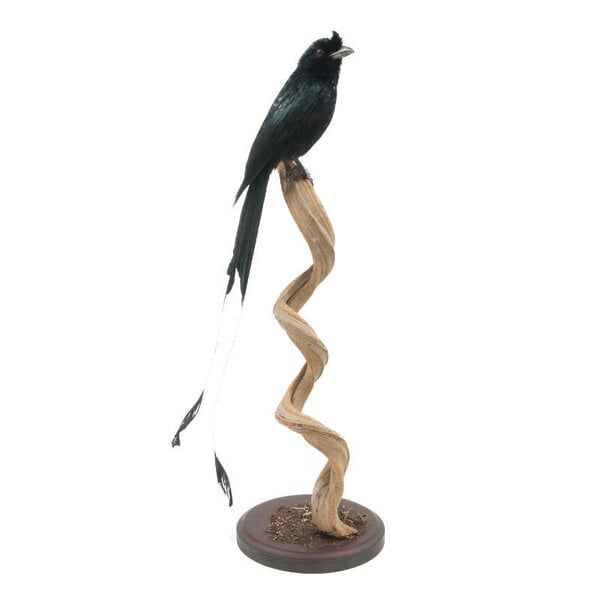 Mounted greater racket-tailed drongo