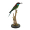 Mounted Blue-throated bee-eater