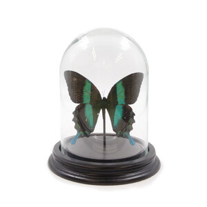 Glasglocke mit Präparierte Schmetterling - Papilio Blumei