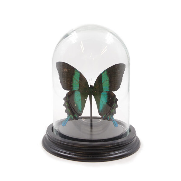 Glass dome with mounted butterfly - Papilio Blumei