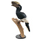 Mounted Greyear hornbill