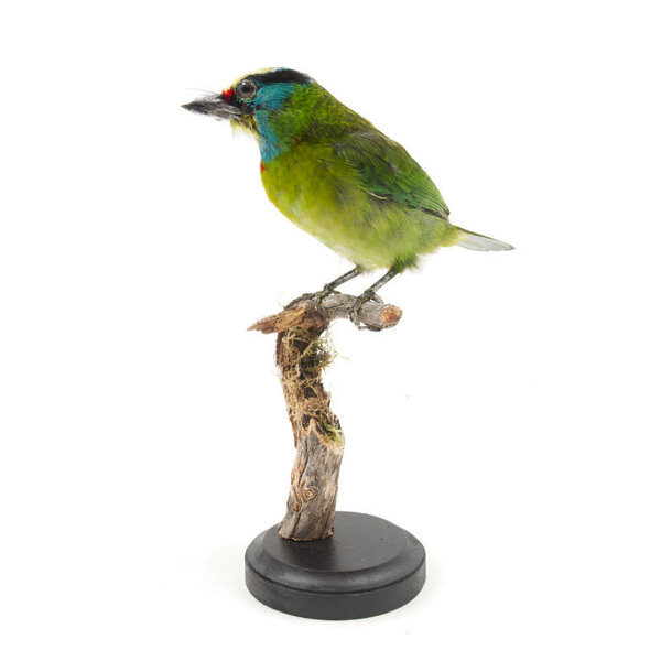 Opgezette zwartbrauwbaardvogel