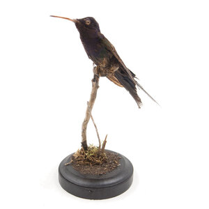 Opgezette antieke kolibrie (A)