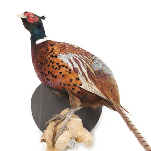 Mounted common pheasant ♂ (wall mounting looking left)