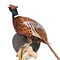 Mounted common pheasant ♂ (wall mounting looking left)