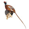 Mounted common pheasant ♂ (wall mounting looking left)