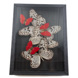 Insectenbox met opgezette vlinders: Idea (4) & Sangaris (3)