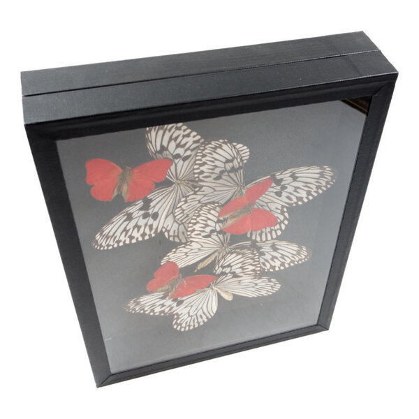 Insectbox with opgezette vlinders: Idea (4) & Sangaris (3)