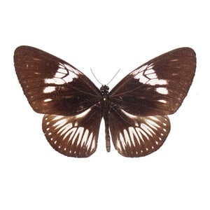 Euploea Eupator