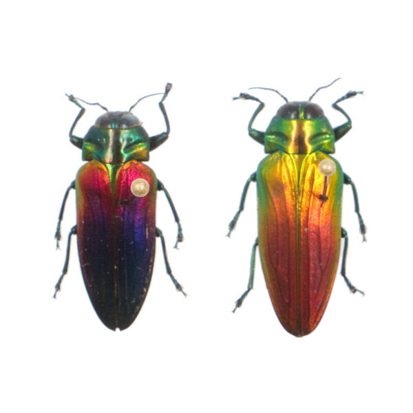 Belionota sumptuosa ongeprepareerd