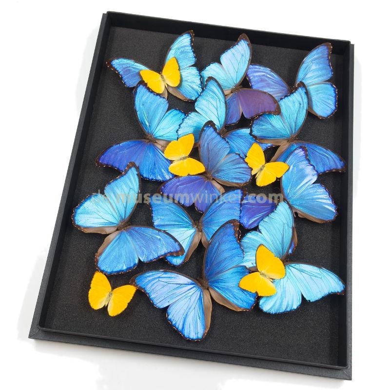 Präparierte Schmetterlinge im Rahmen