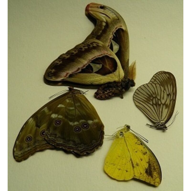 Dried butterflies
