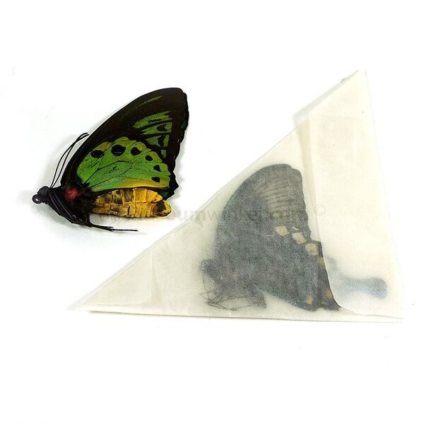 Papilio rumanzovia eubalia ongeprepareerd
