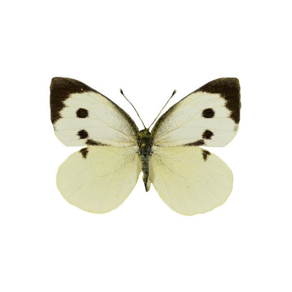 Pieris brassicae - groot koolwitje