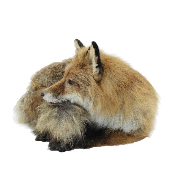 Opgezette vos (liggend)