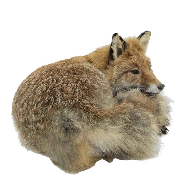 Mounted fox (lying)
