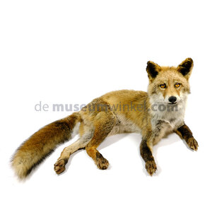 Mounted red fox (lying)