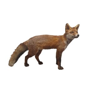 Mounted red fox