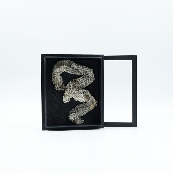 Skin of snake in elegant box (15 x 18 cm)