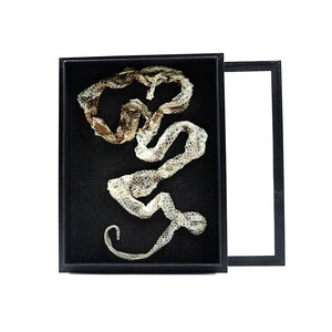 Schlangenhaut in eleganter Box (23 X 30 cm)