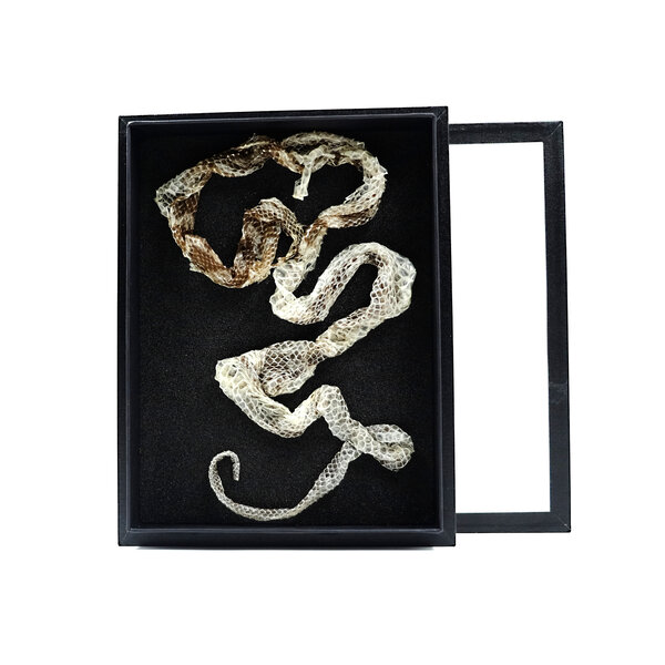 Skin of snake in elegant box (23 x 30 cm)