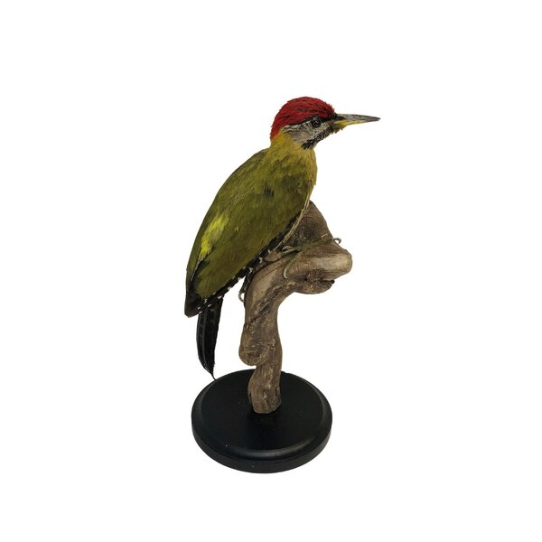 Mounted laced woodpecker