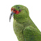 Mounted Slender-billed parakeet