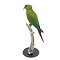 Mounted Slender-billed parakeet