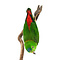 Mounted  blue-crowned hanging parrot