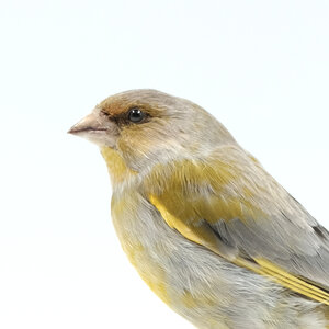 Mounted European Greenfinch