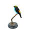 Mounted paradise tanager
