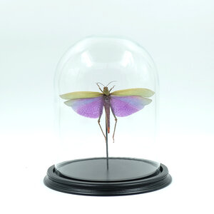 Glass dome with mounted insects - Titanacris albipes (female)
