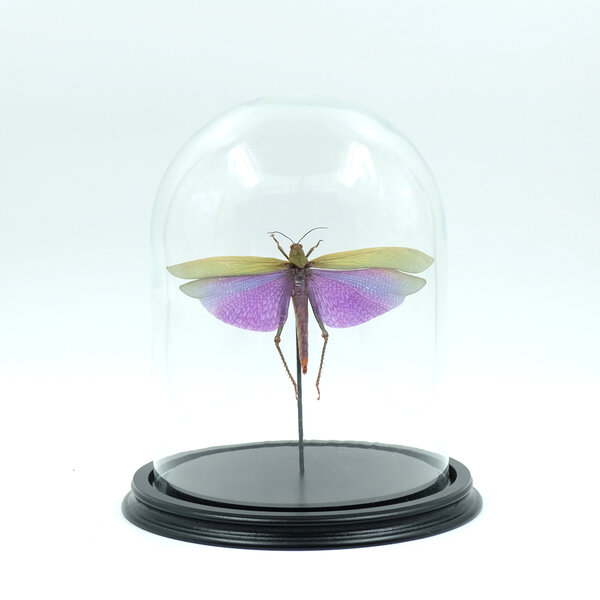 Glass dome with mounted insects - Titanacris albipes (female)