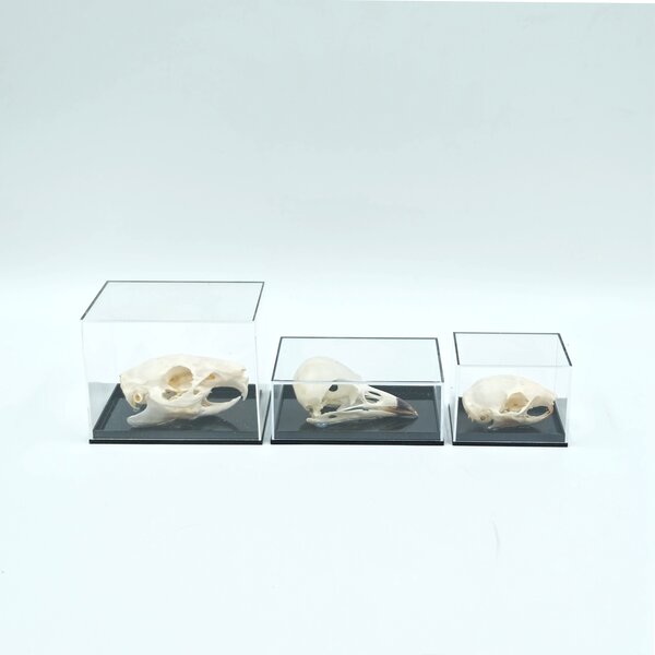 Skull in plastic box (M)