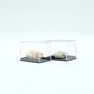 Skull in plastic box (S)