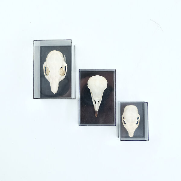 Skull in plastic box (S)