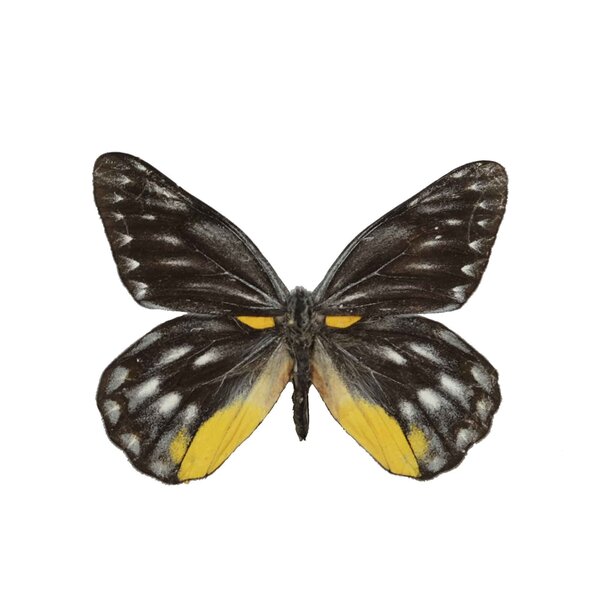 Delias Savalia unvorbereitet