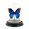 De museumwinkel.com Stolp met Papilio Ulysses Ulysses
