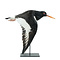 Mounted Eurasian oystercatcher