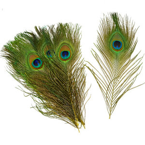 Peacock eye feathers (per 100pcs ) (F8)