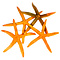 Orange starfish