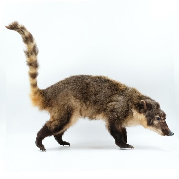 Mounted coati