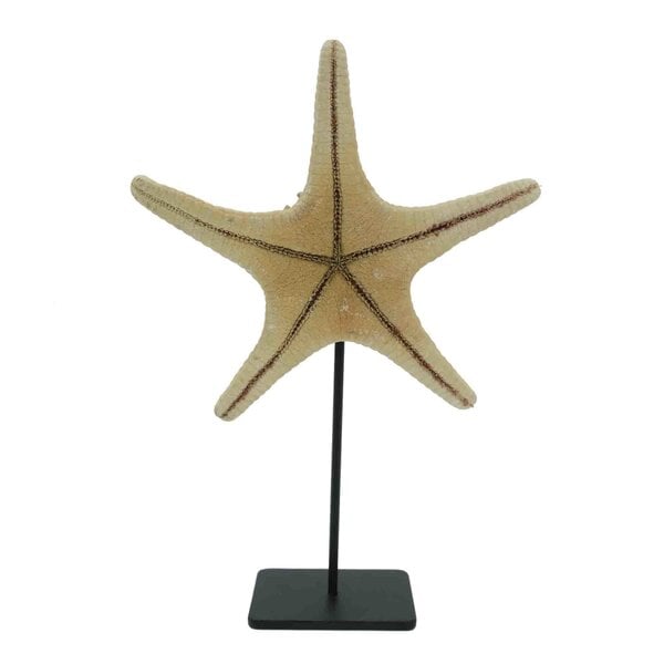 Starfish yellow/orange on metal stand