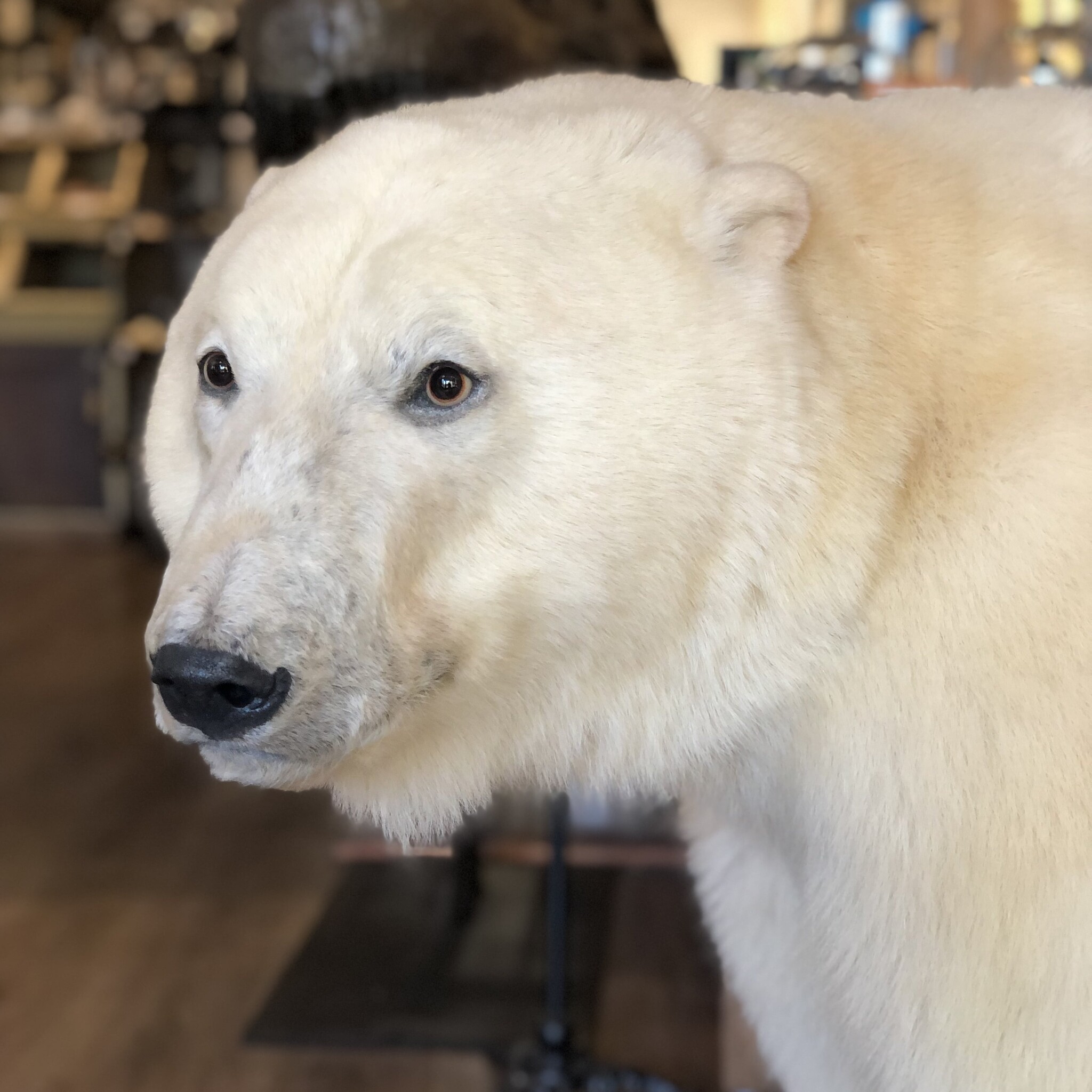 taxidermy; Mounted polarbear - DeMuseumwinkel.com