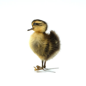 Mounted spotted yellow duckling without pedestal