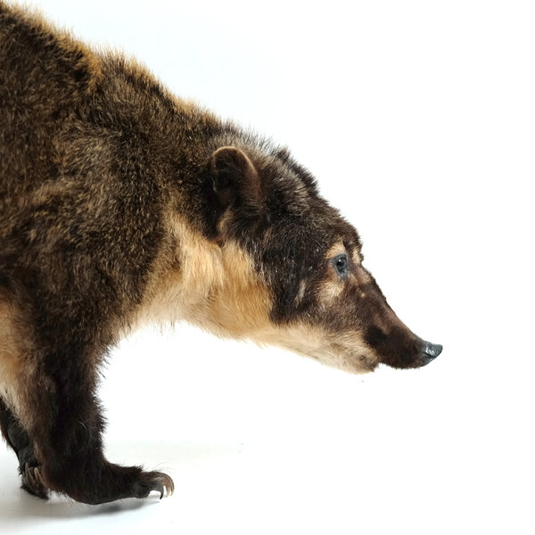 Mounted coati