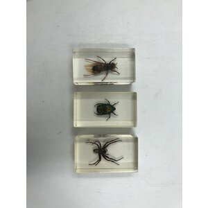 Insects in resin