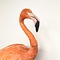 Mounted Cuban flamingo